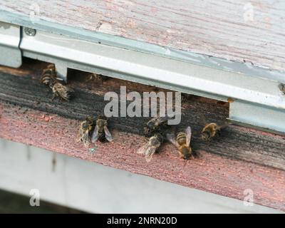 Honigbienen beim Kommen und Gehen am Bienenstock Stockfoto