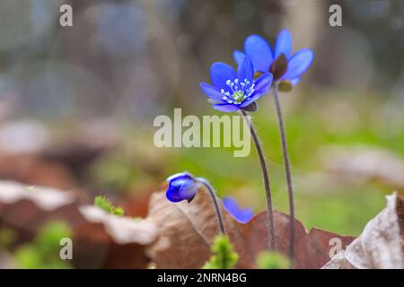 Blaue Anemone hepatica, erste Frühlingswaldblumen. Geringe Schärfentiefe, Kopierraum Stockfoto