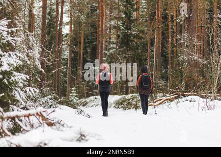 Zwei Wanderer wandern durch verschneiten Pinienwald. Hochwertiges Foto Stockfoto