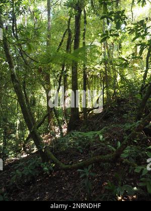 Der Crreek Wanderweg führt durch den alten Gondwana Regenwald im Border Ranges National Park, New South Wales, Australien Stockfoto