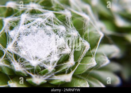 Makrobild von Sempervivum Arachnoideum succulent (Cobweb Houseleek) Stockfoto