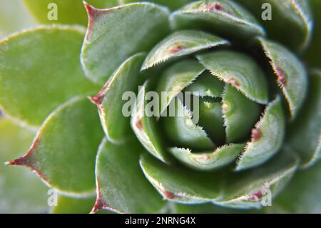 Sempervivum Sukculent (Houseleek) aus der Nähe Stockfoto