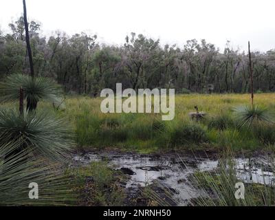 Wandern im Herbst im Washpool National Park, New South Wales Stockfoto