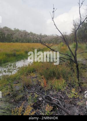 Wandern im Herbst im Washpool National Park, New South Wales Stockfoto