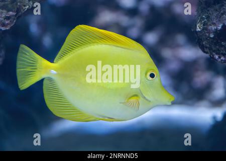 Der Gelbe Tang (Zebrasoma flavescens) Salzwasserfisch der Familie Acanthuridae. Stockfoto