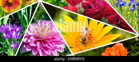 Fotocollage mit Sommergärten, Blumenbeeten und Blumen. Breites Foto. Stockfoto