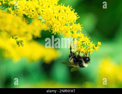 Hummeln (Bombus) auf einer gelben Blume, vor einem grünen Hintergrund Stockfoto