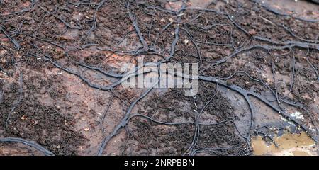 Ein Netz von dunklen Strähnen von Pilzen Rhizomorphs Honig Pilz Armillaria Mellea fordert eine alte verfaulte Baumstamm. Stockfoto