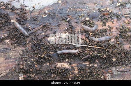 Cranefly Larva oder Lederjacke (Tipulidae). Es sind Schädlinge von Pflanzen. Die Larven fressen die Wurzeln. Stockfoto