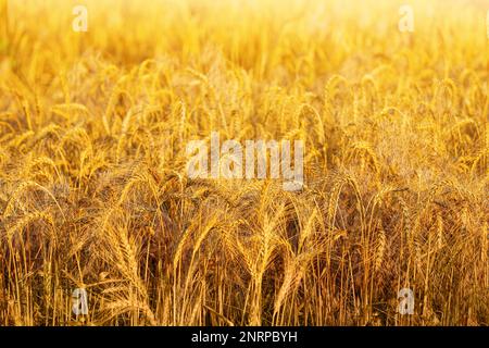 Goldreife Weizenstacheln wachsen auf dem Feld Stockfoto