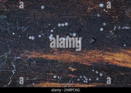 Pilze, die unter der Rinde toter Kiefern wachsen. Kleine, zarte Blasen gefüllt mit Wasser. Stockfoto