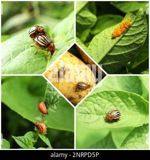 Collage mit verschiedenen Fotos von Colorado Kartoffelkäfern auf grünen Blättern Stockfoto