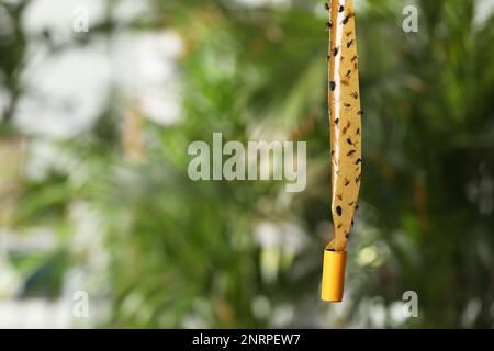 Klebriges Insektenband mit toten Fliegen auf unscharfem Hintergrund, Platz für Text Stockfoto