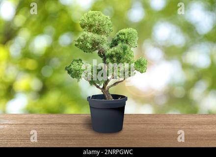 Schöner Bonsai-Baum im Topf auf Holztisch im Freien Stockfoto