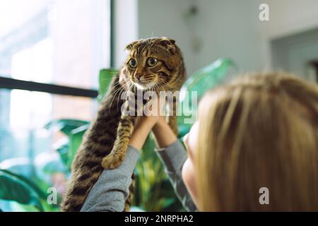 Lässige junge blonde Frau hält Schulter eine süße, grün-äugige schottische Tabby-Katze und umarmt sie zu Hause. Das Konzept der Liebe und Fürsorge für Haustiere Stockfoto