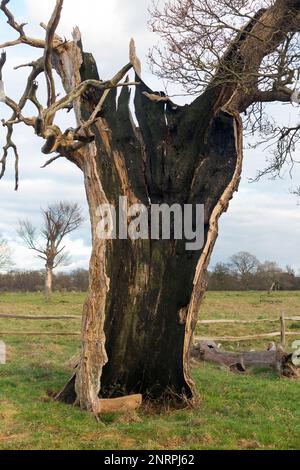 Ein uralter hohler Baum (wahrscheinlich Eiche) im buschigen Park, London, der immer noch lebendig und nicht tot ist, obwohl er in zwei Hälften geteilt und leer ist, außer dem lebenden äußeren Stamm und der Rinde. UK. (133) Stockfoto