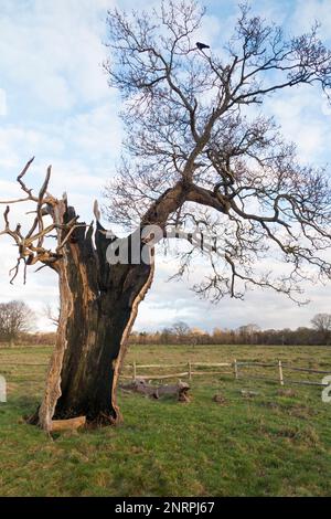 Ein uralter hohler Baum (wahrscheinlich Eiche) im buschigen Park, London, der immer noch lebendig und nicht tot ist, obwohl er in zwei Hälften geteilt und leer ist, außer dem lebenden äußeren Stamm und der Rinde. UK. (133) Stockfoto