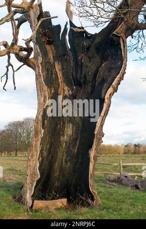 Ein uralter hohler Baum (wahrscheinlich Eiche) im buschigen Park, London, der immer noch lebendig und nicht tot ist, obwohl er in zwei Hälften geteilt und leer ist, außer dem lebenden äußeren Stamm und der Rinde. UK. (133) Stockfoto