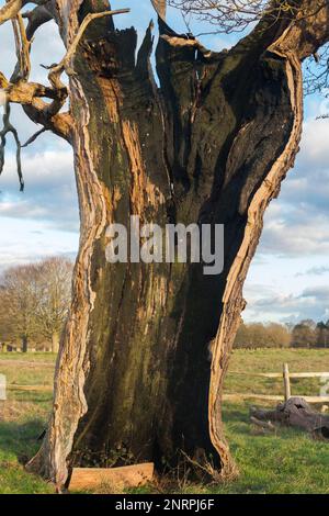 Ein uralter hohler Baum (wahrscheinlich Eiche) im buschigen Park, London, der immer noch lebendig und nicht tot ist, obwohl er in zwei Hälften geteilt und leer ist, außer dem lebenden äußeren Stamm und der Rinde. UK. (133) Stockfoto