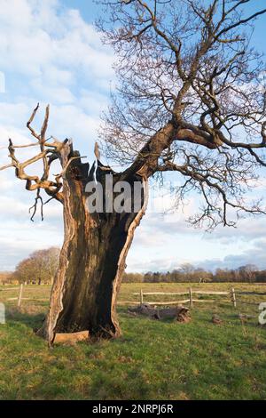 Ein uralter hohler Baum (wahrscheinlich Eiche) im buschigen Park, London, der immer noch lebendig und nicht tot ist, obwohl er in zwei Hälften geteilt und leer ist, außer dem lebenden äußeren Stamm und der Rinde. UK. (133) Stockfoto