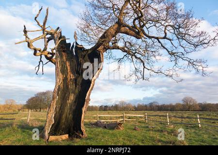 Ein uralter hohler Baum (wahrscheinlich Eiche) im buschigen Park, London, der immer noch lebendig und nicht tot ist, obwohl er in zwei Hälften geteilt und leer ist, außer dem lebenden äußeren Stamm und der Rinde. UK. (133) Stockfoto