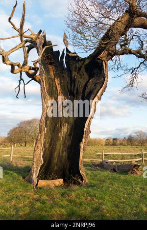 Ein uralter hohler Baum (wahrscheinlich Eiche) im buschigen Park, London, der immer noch lebendig und nicht tot ist, obwohl er in zwei Hälften geteilt und leer ist, außer dem lebenden äußeren Stamm und der Rinde. UK. (133) Stockfoto