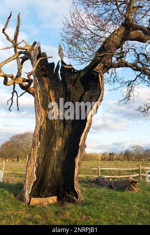 Ein uralter hohler Baum (wahrscheinlich Eiche) im buschigen Park, London, der immer noch lebendig und nicht tot ist, obwohl er in zwei Hälften geteilt und leer ist, außer dem lebenden äußeren Stamm und der Rinde. UK. (133) Stockfoto