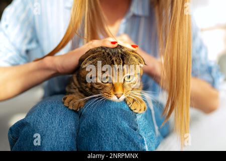 Die süße junge Blonde hält eine süße, grün-äugige schottische Tabby-Katze, die auf ihrem Schoß in ihren Armen sitzt und sie umarmt, das Konzept der Liebe und Pflege für Haustiere Stockfoto