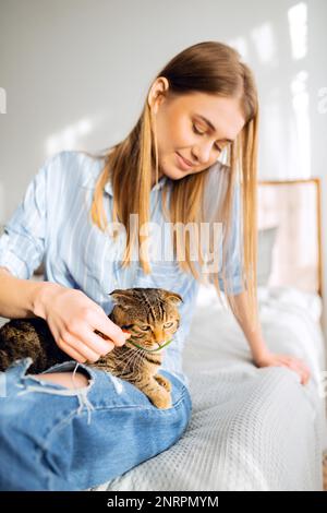 Lächelnde junge blonde Frau, die süße, grün-äugige schottische Tabby Cat spielt, die auf ihrem Schoß in ihren Armen sitzt und sie umarmt, das Konzept, sich um Haustiere zu kümmern Stockfoto