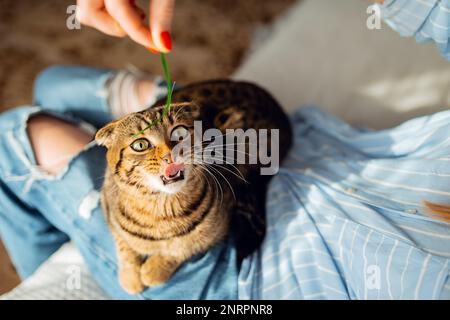 Lächelnde junge blonde Frau, die süße, grün-äugige schottische Tabby Cat spielt, die auf ihrem Schoß in ihren Armen sitzt und sie umarmt, das Konzept, sich um Haustiere zu kümmern Stockfoto