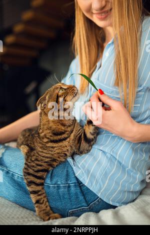 Lächelnde junge blonde Frau, die süße, grün-äugige schottische Tabby Cat spielt, die auf ihrem Schoß in ihren Armen sitzt und sie umarmt, das Konzept, sich um Haustiere zu kümmern Stockfoto