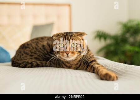 Braun gestreifte niedliche grüne Augen von gemütlicher heimischer Tabby-Katze sitzt zwischen den Kissen auf dem Sofa und schaut in die Kamera, Nahaufnahme Katze im Bett Stockfoto