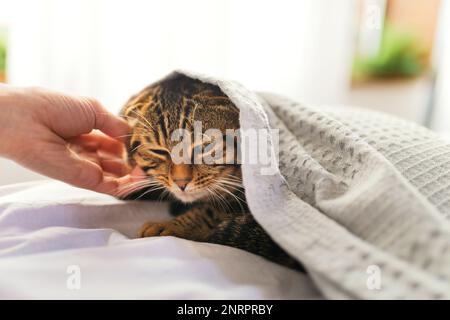 Lustige, braun gestreifte, süße, grün-äugige schottische Katze liegt unter und kariert, Nahaufnahme Katze im Bett, frühlingshaarige schottische Katze liegt in weißer Bettwäsche Stockfoto