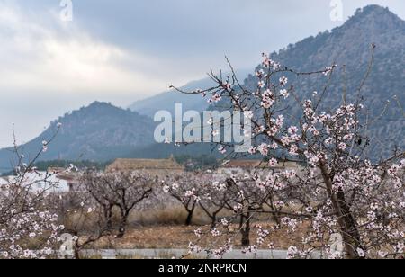 Mandelblüte in neuen Häusern Stockfoto