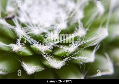 Makrobild von Sempervivum Arachnoideum succulent (Cobweb Houseleek) Stockfoto