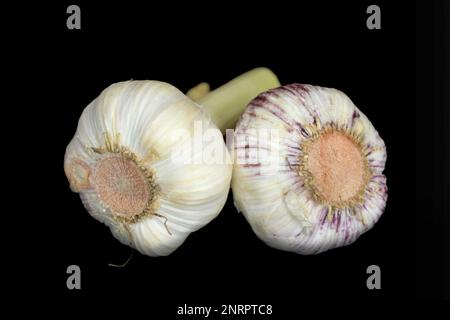 Nahaufnahme zweier frischer Knoblauch, isoliert auf schwarzem Bakenboden Stockfoto