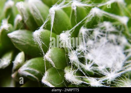 Nahaufnahme von Sempervivum Arachnoideum Succulent (Cobweb Houseleek) Stockfoto