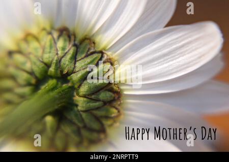 Glückwunschkarte zum Muttertag. Makrobild von Gänseblümchen und Grußtext zum Muttertag.cultivar Stockfoto