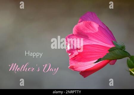 Karte zum Muttertag mit pinkfarbener Hybiskusblume. Die Blume zum Muttertag Stockfoto