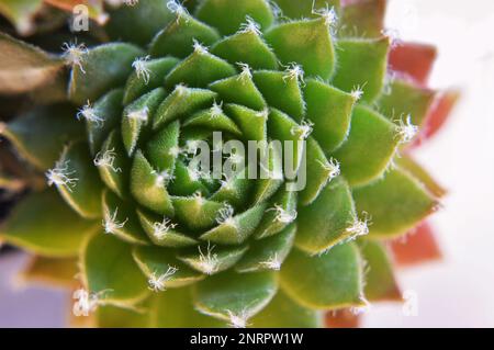 Sempervivum Sukculent (Houseleek) aus der Nähe Stockfoto