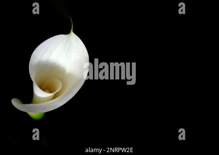 Sympathiekarte mit weißer Calla Lily isoliert auf schwarzem Hintergrund mit Kopierraum. Bestattungsblume. Stockfoto