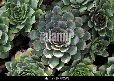 Sempervivum Sukculents (Stubenäkchen) Illustration. Sempervivum calcareum. Stockfoto