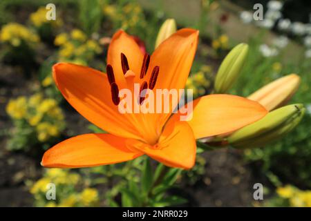 Asiatische Hybridlilie „Apeldoorn“ eine Orangenblume und Knospen. Stockfoto