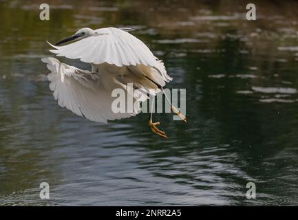 Ein kleiner Egret (Egretta garzetta), der aus dem Wasser erwacht. Er fuhr von einem See ab und umklammerte seine weißen Flügel. Rutland, Großbritannien Stockfoto