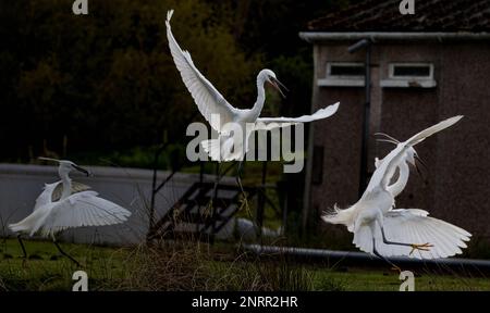 Drei kleine Egrets (Egretta garzetta), die sich in ein wenig Luftkrieg verwickeln, während sie sich darüber streiten, wer die besten Fangrechte bekommt. Rutland, Großbritannien Stockfoto