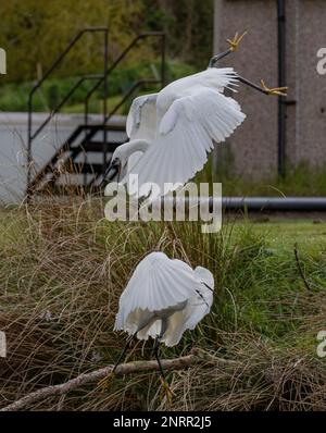 Zwei kleine Egrets (Egretta garzetta), die sich in ein wenig Luftkrieg verwickeln, während sie sich darüber streiten, wer die besten Fangrechte bekommt. Rutland, Großbritannien Stockfoto