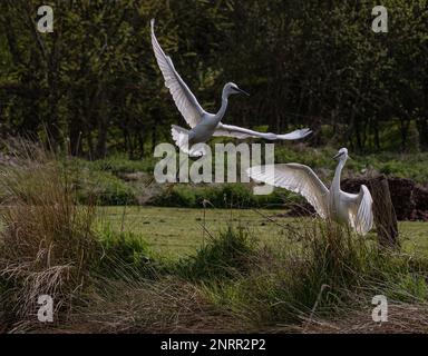 Zwei kleine Egrets (Egretta garzetta), die sich in ein wenig Luftkrieg verwickeln, während sie sich darüber streiten, wer die besten Fangrechte bekommt. Rutland, Großbritannien Stockfoto