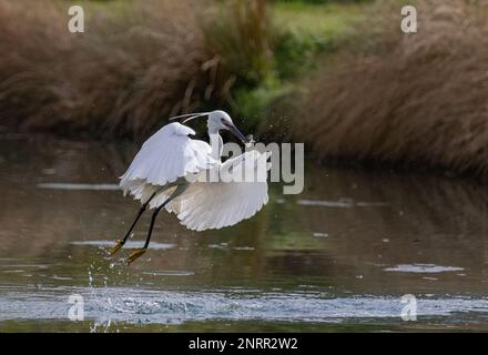 Ein kleiner Egret (Egretta garzetta), der aus dem Wasser aufwacht. Er ist von einem See abgehauen, nachdem er einen Fisch gefangen hat. Rutland, Großbritannien Stockfoto