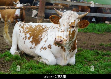 Klassischer ländlicher Kuhstall. Milchkühe. Kühe in Stallgras. Weiße, rote, braune Kühe vor der Berglandschaft. Landwirtschaft und Tierhaltung Stockfoto