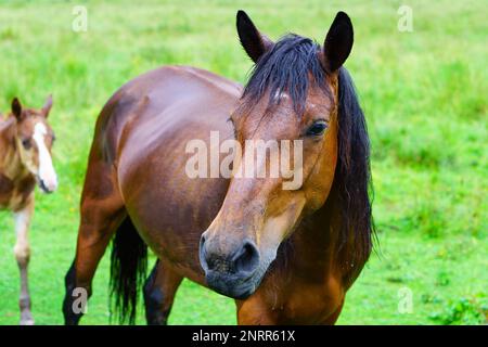 Ein Pferd und Fohlen, das auf einer Wiese grast. Pferdeporträt. Nahaufnahme, selektiver Fokus. Stockfoto